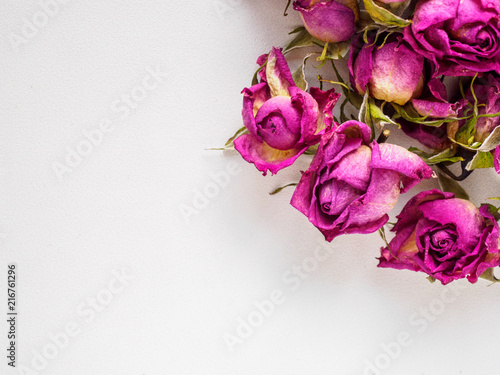 dry roses on white background