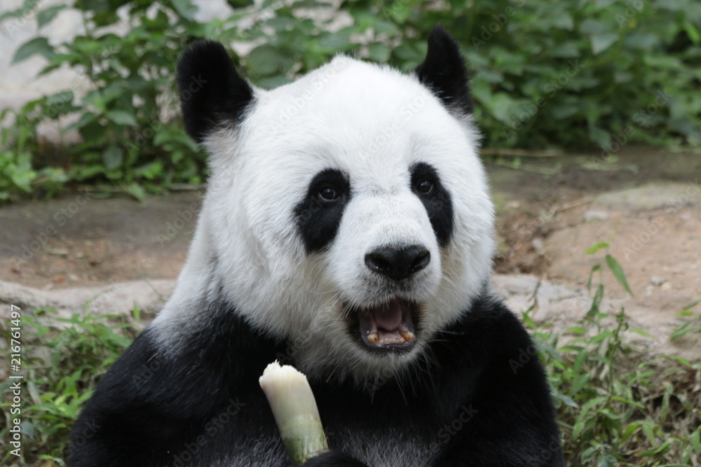 Fototapeta premium Female Giant Panda , Lin Hui, Chiangmai Zoo, Thailand