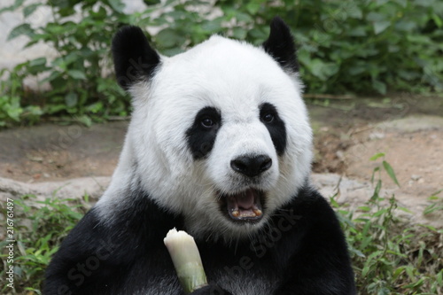 Female Giant Panda , Lin Hui, Chiangmai Zoo, Thailand