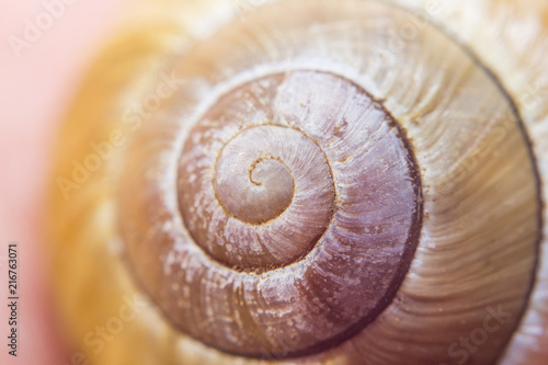 Snail shell spiral carbon house seashell found on an island during vacation