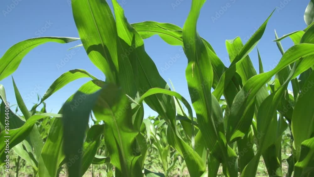 Slow motion tracking shot of young corn stalks in a field on a sunny day. HD. Slow motion tracking shot of young corn stalks in a field on a sunny day. HD.