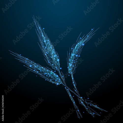 Abstract image of a Wholewheat in the form of a starry sky or space, consisting of points, lines, and shapes in the form of planets, stars and the universe. Vegetables wireframe concept