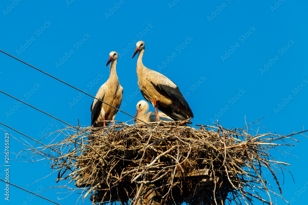 Fototapeta premium White storks (Ciconia ciconia) in the nest on the pole