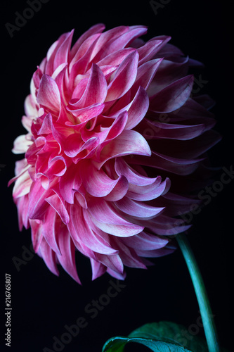 Rooster Dahlia Flower