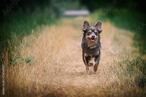 Portrait Hund Chihuahua rennt läuft in der Natur beim Spaziergang im Wald auf gras mit bäumen im Hintergrund