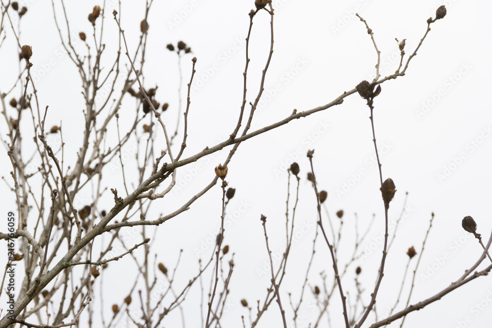 branches of the tree naked by the cold in autumn winter branches of the tree naked by the cold in autumn winter