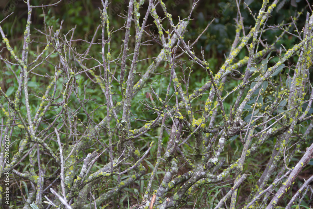 textured background of bare branches with mosses and green mold textured background of bare branches with mosses and green mold