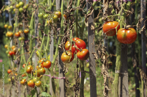 Sick tomatoes in the garden, the vegetables infected with late blight, a blight on the crop