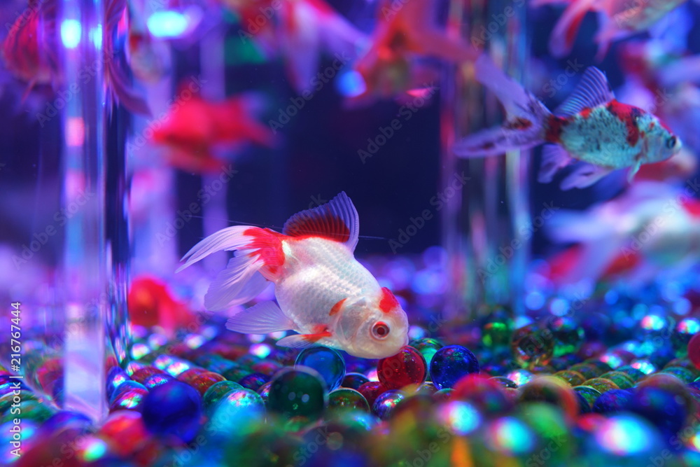 金魚とビー玉 Stock 写真 Adobe Stock