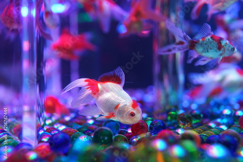 金魚とビー玉 Stock 写真 Adobe Stock 金魚とビー玉 Stock 写真 Adobe Stock