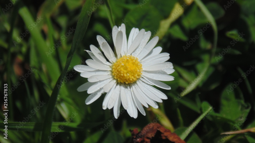 flower flower