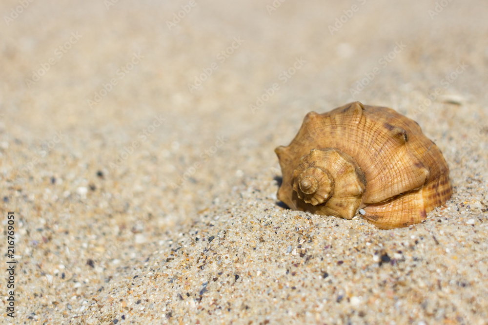 Fototapeta premium Snail shell on the beach