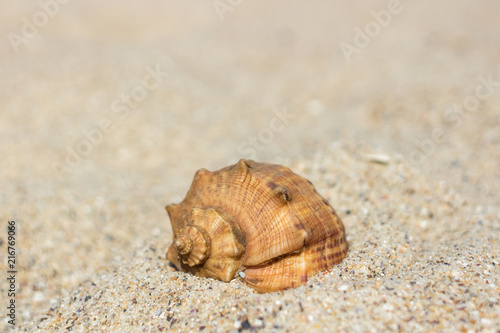 Snail shell on the beach