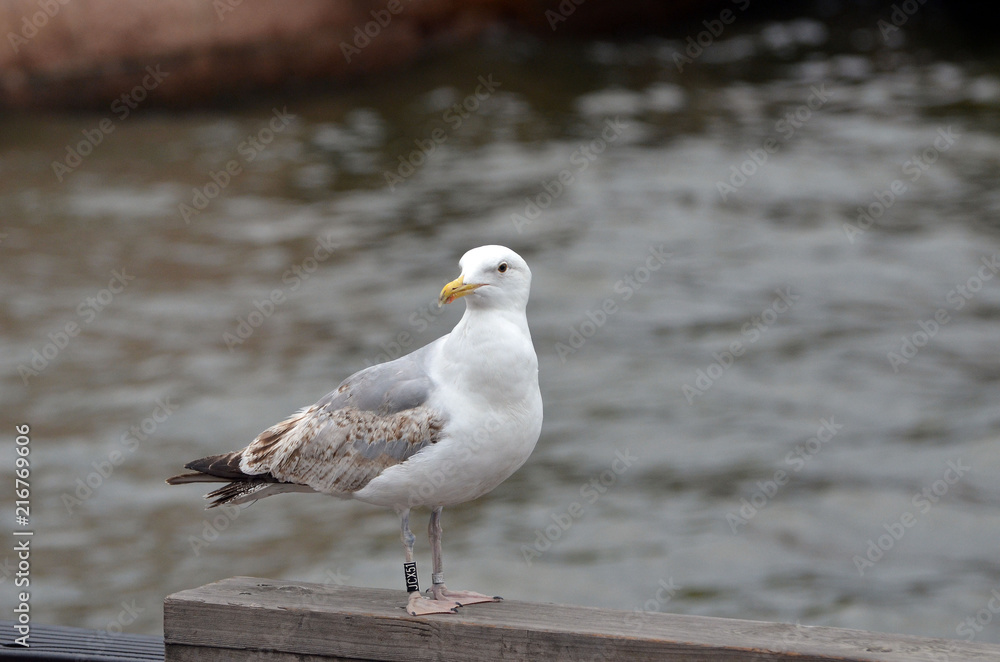 Fototapeta premium Ringed seagull in the Bay of Oslo in front of the modern building of the Opera. 