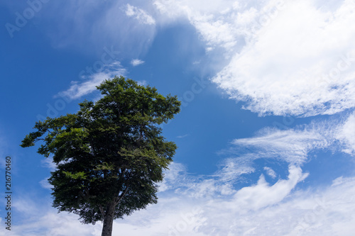 夏空