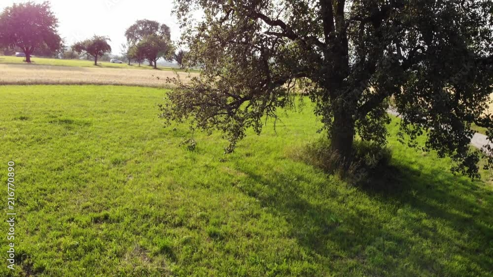 Steigflug entlang eines Obstbaumes - Luftaufnahme Steigflug entlang eines Obstbaumes - Luftaufnahme