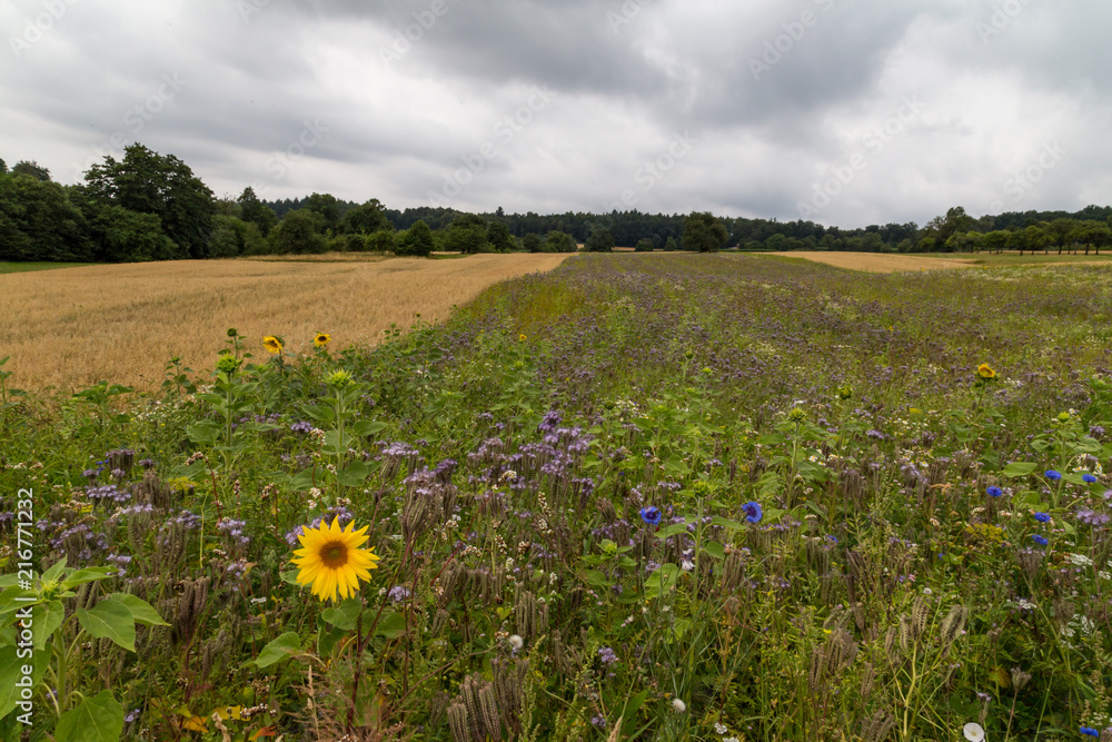 phacelia field for ground protection and bee food