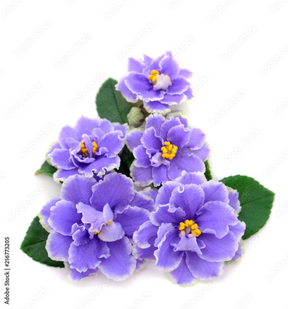 Obraz premium Violets beautiful flowers.