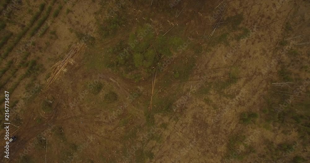 Sawn tree falls. Forest cutting. Sawn tree falls. Forest cutting.