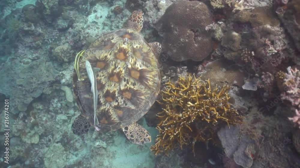 Close encounter with a gentle green sea turtle while free diving Close encounter with a gentle green sea turtle while free diving