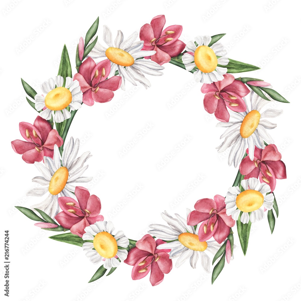 Wreath of wild summer flowers - daisy, camomile and pink lily, watercolor illustration isolated on white background. Watercolor white and pink wild, meadow flower wreath, round composition