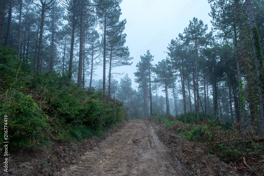 I walk through the forest under the mist