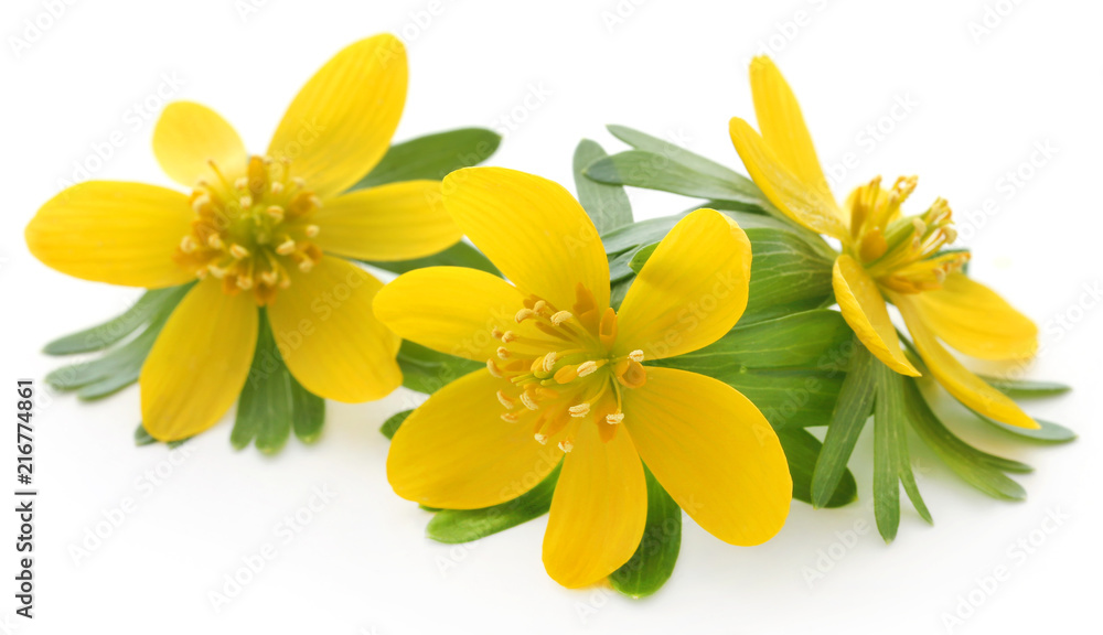 Eranthis hyemalis Eranthis hyemalis