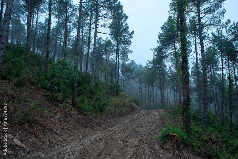 Obraz premium I walk through the forest under the mist