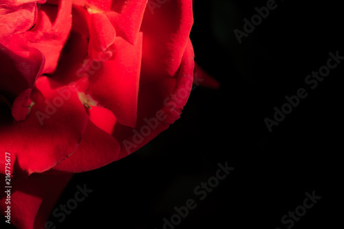 Bright red roses