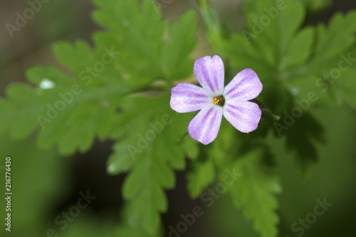 Fototapeta Naklejka Na Ścianę i Meble -  Herb robert geranium flower in Giuffrida Park in Meriden, Connecticut.