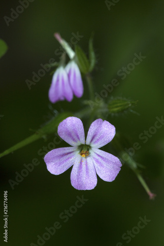 Fototapeta Naklejka Na Ścianę i Meble -  Herb robert geranium flower in Giuffrida Park in Meriden, Connecticut.