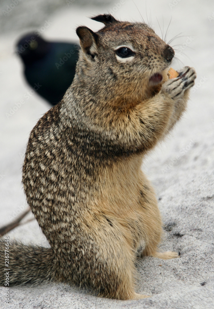 Naklejka premium Amerykańskie wiewiórki