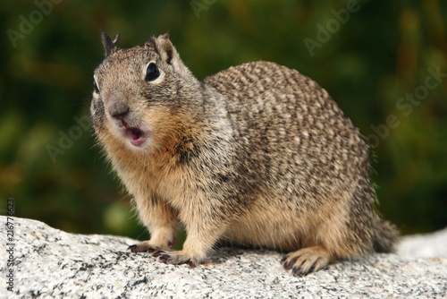 Amerykańskie wiewiórki