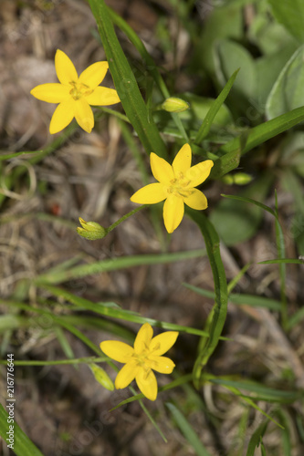 Yellow stargrass flower at Giuffrida Park in Meriden, Connecticut. photo