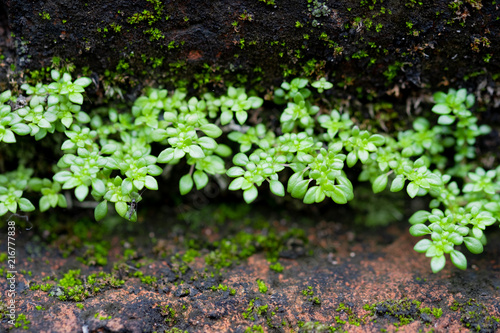 Young plant growth on old brick wall background.