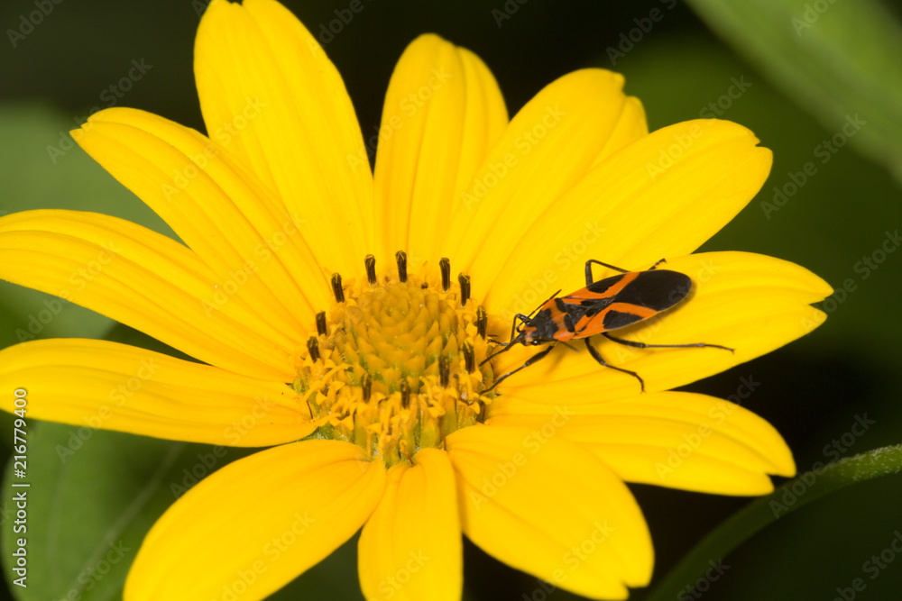 Milkweed bug on yellow petals of tickseed sunflower. Milkweed bug on yellow petals of tickseed sunflower.