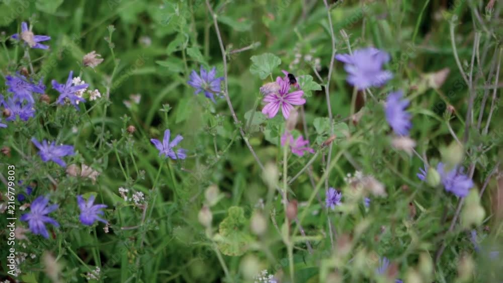 Large bumblebee pollinating beautiful wildflower Large bumblebee pollinating beautiful wildflower