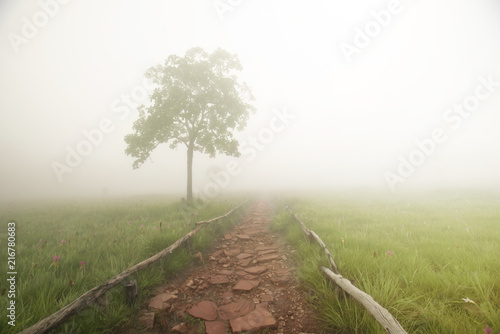 Walkway in krachai flower field with fog in the morning photo