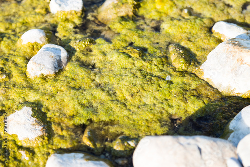 steine umgeben von algen