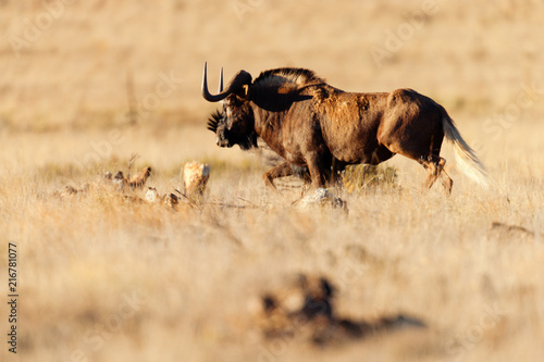 Fototapeta Naklejka Na Ścianę i Meble -  Black wildebeest