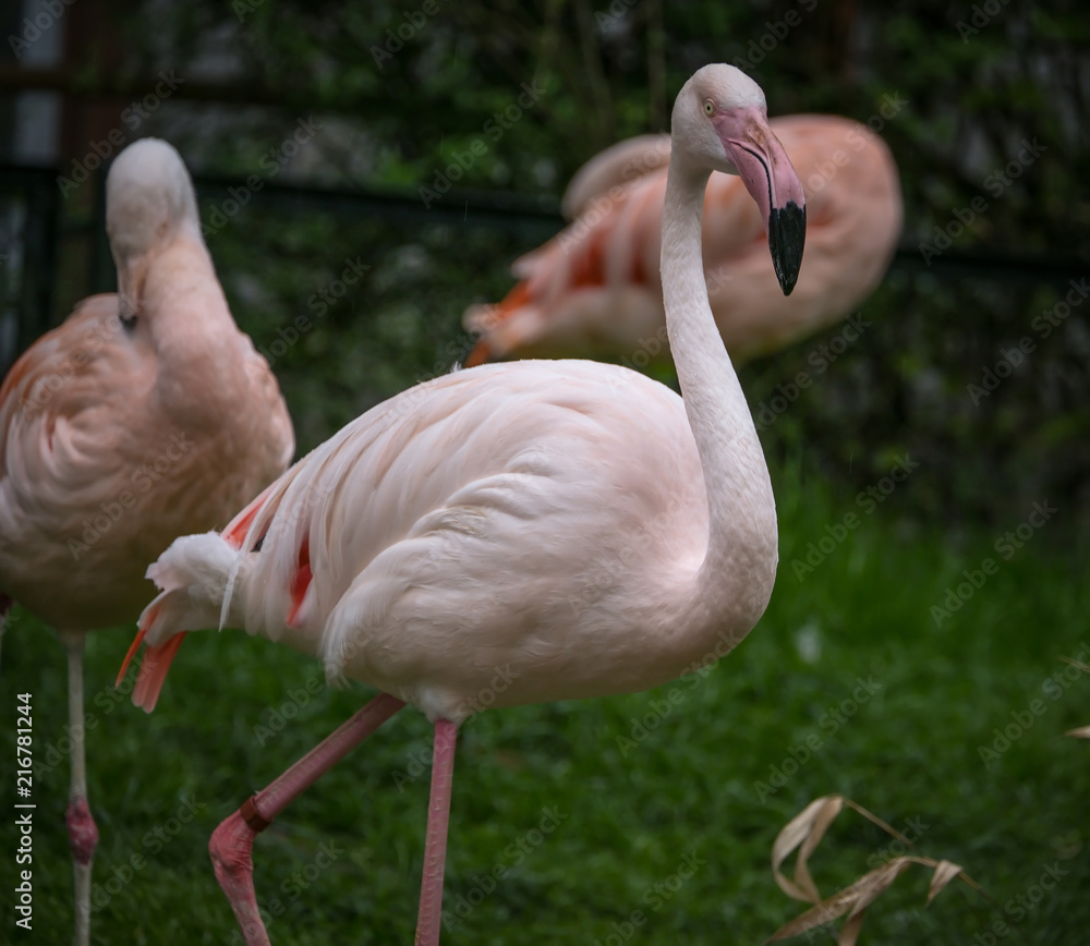 flock of beautiful pink flamingos in love near the river. flock of beautiful pink flamingos in love near the river.