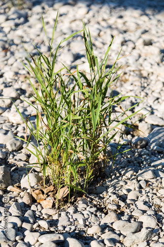 gras am flussbett