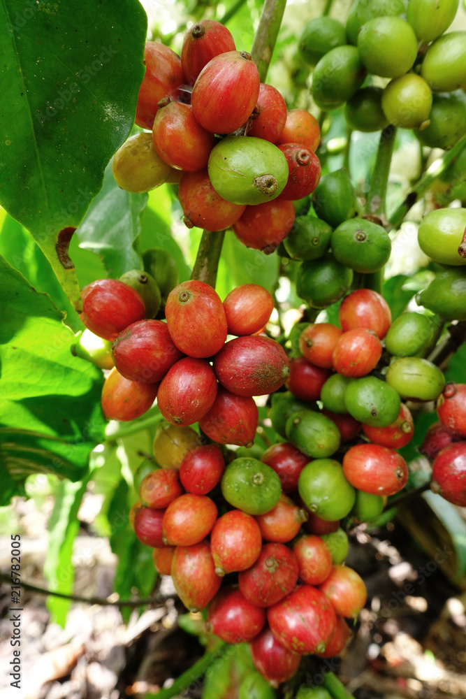 Coffee beans ripening on a tree.