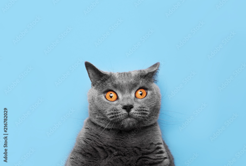 Fototapeta premium breed of a British cat on a blue background