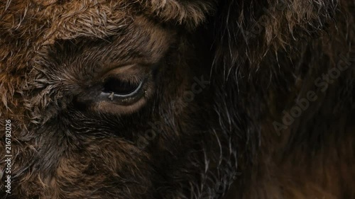Close-up of aurochs eye