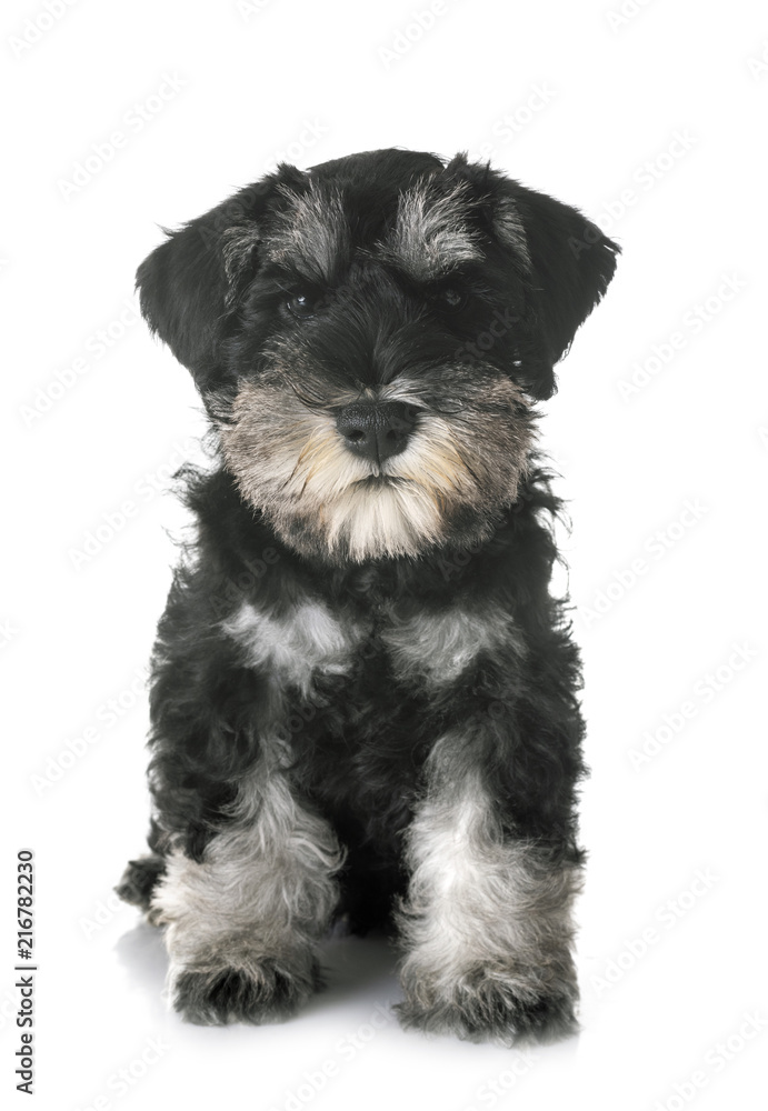 puppy miniature schnauzer