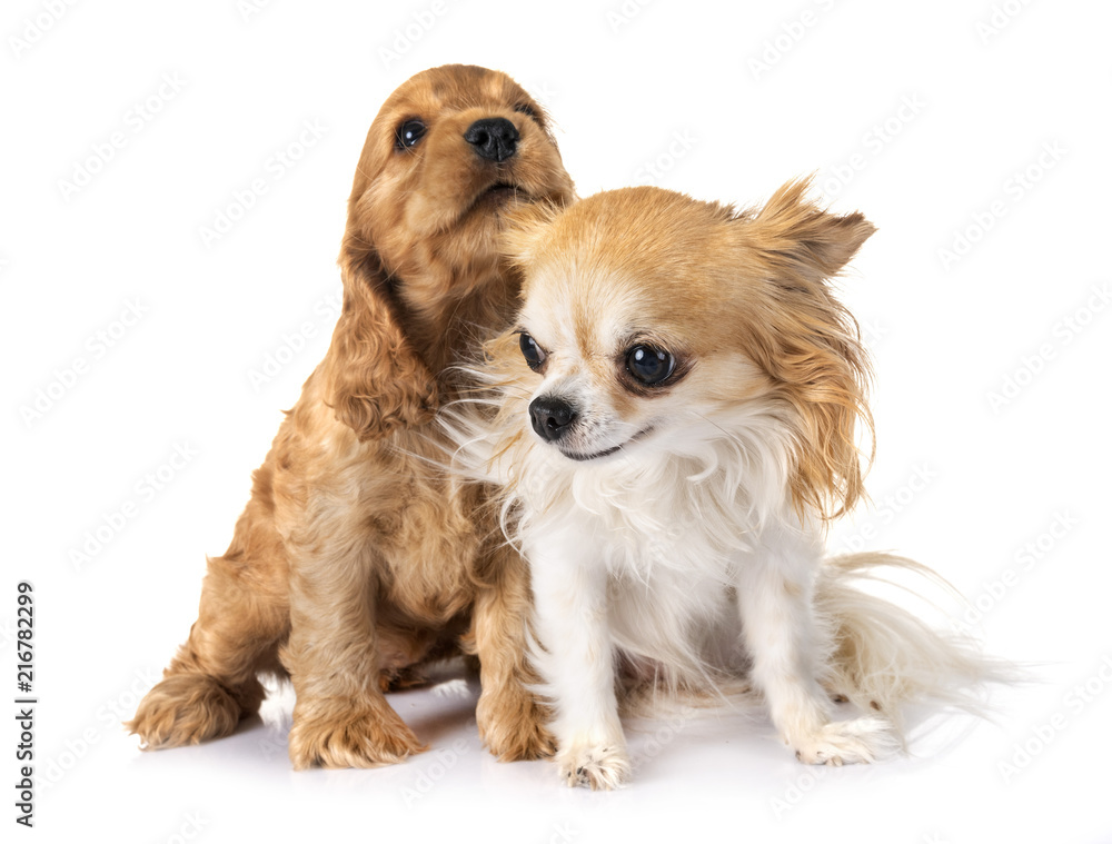 puppy cocker spaniel and chihuahua puppy cocker spaniel and chihuahua