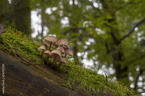 Helmlinge auf einem abgestorbenen Baum © Mr.Stock