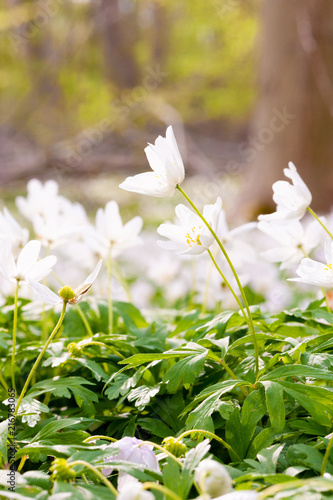 Spring Time Flowers In Forest Floor photo