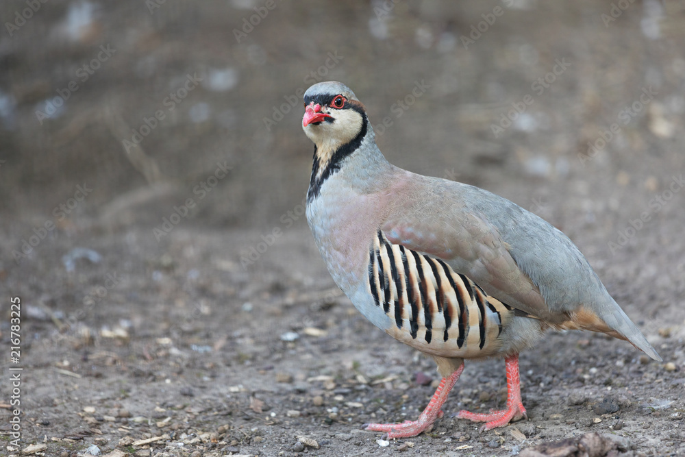 Chukar partridge (Alectoris graeca) searching for food. Alectoris chukar is very similar to European rock partridge. Chukar partridge (Alectoris graeca) searching for food. Alectoris chukar is very similar to European rock partridge.